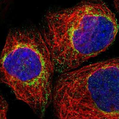 Immunocytochemistry/ Immunofluorescence Mitochondrial fission regulator 1 Antibody