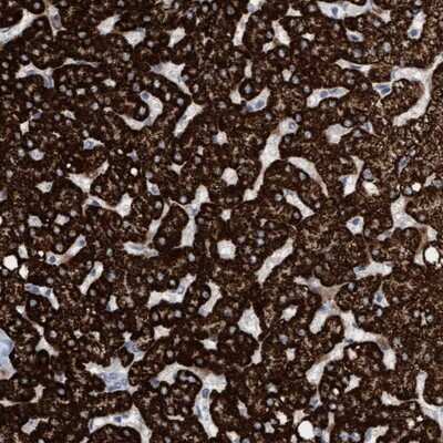 Immunohistochemistry-Paraffin Mitochondrial fission regulator 1 Antibody