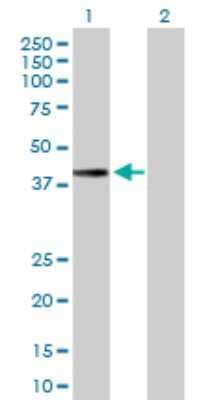 Western Blot: Mitochondrial fission regulator 1 Antibody [H00009650-B01P] - Analysis of MTFR1 expression in transfected 293T cell line by MTFR1 polyclonal antibody.  Lane 1: MTFR1 transfected lysate(36.63 KDa). Lane 2: Non-transfected lysate.