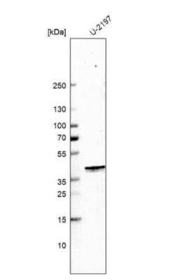 Western Blot Mitochondrial fission regulator 1 Antibody