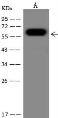 Western Blot: Mitochondrial ribonuclease P protein 3 Antibody [NBP3-12679] - Lane A: 293 Whole Cell LysateLysates/proteins at 30 ug per lane.SecondaryGoat Anti-Rabbit IgG (H+L)/HRP at 1/10000 dilution.Developed using the ECL technique.Performed under reducing conditions.Predicted band size:67 kDaObserved band size:67 kDa