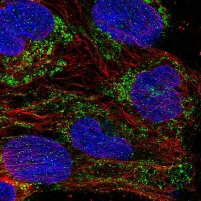 Immunocytochemistry/Immunofluorescence: Mitochondrial ribosomal protein L11 Antibody [NBP2-33844] - Staining of human cell line CACO-2 shows localization to mitochondria.