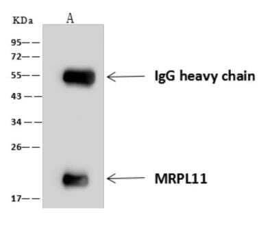 Immunoprecipitation: Mitochondrial ribosomal protein L11 Antibody [NBP3-06019] - MRPL11 was immunoprecipitated using: Lane A:0.5 mg HepG2 Whole Cell Lysate 4 uL anti-MRPL11 rabbit polyclonal antibody and 60 ug of Immunomagnetic beads Protein AG. Primary antibody: Anti-MRPL11 rabbit polyclonal antibody, at 1:100 dilution Secondary antibody: Goat Anti-Rabbit IgG (H+L)HRP  at 110000 dilution Developed using the ECL technique. Performed under reducing conditions. Predicted band size: 21 kDa Observed band size :21 kDa