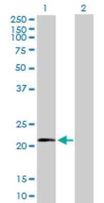 Western Blot: Mitochondrial ribosomal protein L11 Antibody [H00065003-B01P] - Analysis of MRPL11 expression in transfected 293T cell line by MRPL11 polyclonal antibody.  Lane 1: MRPL11 transfected lysate(21.12 KDa). Lane 2: Non-transfected lysate.