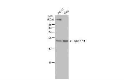 Western Blot: Mitochondrial ribosomal protein L11 Antibody [NBP2-17296] - Various whole cell extracts (30 ug) were separated by 15% SDS-PAGE, and the membrane was blotted with Mitochondrial ribosomal protein L11 Antibody diluted at 1:500. HRP-conjugated anti-rabbit IgG antibody was used to detect the primary antibody.