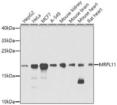Western Blot: Mitochondrial ribosomal protein L11 Antibody [NBP3-03320] - Analysis of extracts of various cell lines, using Mitochondrial ribosomal protein L11 antibody at 1:1000 dilution. Secondary antibody: HRP Goat Anti-Rabbit IgG (H+L) at 1:10000 dilution. Lysates/proteins: 25ug per lane. Blocking buffer: 3% nonfat dry milk in TBST.