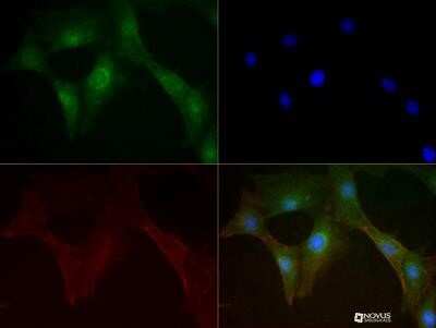 Immunocytochemistry/Immunofluorescence: Mitofusin 1 Antibody (11E9-1H12) - Azide and BSA Free [NBP2-80850] - Antibody was tested in 3T3 cells with DyLight 488 (green). Nuclei and alpha-tubulin were counterstained with DAPI (blue) and Dylight 550 (red). Image from the standard format of this antibody.