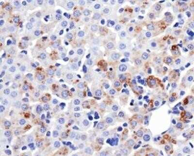 Immunohistochemistry: Mitofusin 1 Antibody (11E9-1H12) - Azide and BSA Free [NBP2-80850] - Analysis of Mitofusin-1 in mouse liver. Image from the standard format of this antibody.