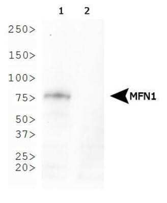 Western Blot: Mitofusin 1 Antibody (11E9-1H12) - Azide and BSA Free [NBP2-80850] - Analysis of Mitofusin-1 expression in (1) MEF wild-type and (2) MEF Mitofusin-1-null whole cell lysates using NBP1-71775. Image from the standard format of this antibody.