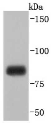 Western Blot: Mitofusin 1 Antibody (JF0954) [NBP2-66952] - Analysis of Mitofusin 1 on K562 cells lysates using anti-Mitofusin 1 antibody at 1/1,000 dilution.