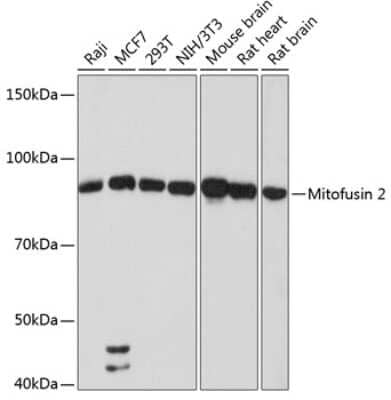 Western Blot: Mitofusin 2 Antibody (4H10F8) [NBP3-15855] - Western blot analysis of extracts of various cell lines, using Mitofusin 2 antibody (NBP3-15855) at 1:1000 dilution. Secondary antibody: HRP Goat Anti-Rabbit IgG (H+L) at 1:10000 dilution. Lysates/proteins: 25ug per lane. Blocking buffer: 3% nonfat dry milk in TBST. Detection: ECL Basic Kit. Exposure time: 90s.