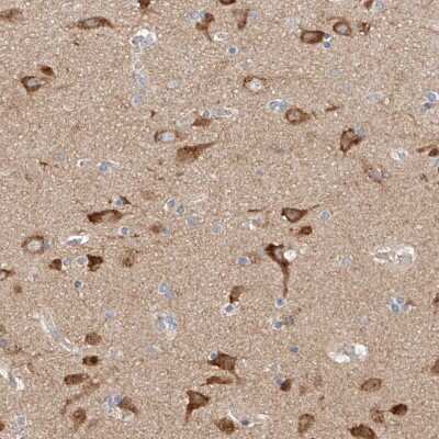 Immunohistochemistry-Paraffin: Mitofusin 2 Antibody [NBP1-85477] - Staining of human cerebral cortex shows strong positivity in neurons.