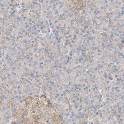 Immunohistochemistry-Paraffin: Mitofusin 2 Antibody [NBP1-85477] - Staining of human pancreas shows very weak positivity in exocrine glandular cells as expected.