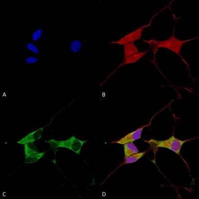 Immunocytochemistry/Immunofluorescence: Mitofusin 2 Antibody (S153-5) [NBP2-42188] - Immunocytochemistry/Immunofluorescence analysis using Mouse Anti-Mitofusin 2 Monoclonal Antibody, Clone S153-5 (NBP2-42188). Tissue: Neuroblastoma cells (SH-SY5Y). Species: Human. Fixation: 4% PFA for 15 min. Primary Antibody: Mouse Anti-Mitofusin 2 Monoclonal Antibody (NBP2-42188) at 1:100 for overnight at 4C with slow rocking. Secondary Antibody: AlexaFluor 488 at 1:1000 for 1 hour at RT. Counterstain: Phalloidin-iFluor 647 (red) F-Actin stain; Hoechst (blue) nuclear stain at 1:800, 1.6mM for 20 min at RT. (A) Hoechst (blue) nuclear stain. (B) Phalloidin-iFluor 647 (red) F-Actin stain. (C) Mitofusin 2 Antibody (D) Composite.