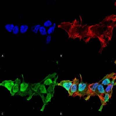 Immunocytochemistry/Immunofluorescence: Mitofusin 2 Antibody (S153-5) [NBP2-42188] - Immunocytochemistry/Immunofluorescence analysis using Mouse Anti-Mitofusin 2 Monoclonal Antibody, Clone S153-5 (NBP2-42188). Tissue: Neuroblastoma cell line (SK-N-BE). Species: Human. Fixation: 4% Formaldehyde for 15 min at RT. Primary Antibody: Mouse Anti-Mitofusin 2 Monoclonal Antibody (NBP2-42188) at 1:100 for 60 min at RT. Secondary Antibody: Goat Anti-Mouse ATTO 488 at 1:100 for 60 min at RT. Counterstain: Phalloidin Texas Red F-Actin stain; DAPI (blue) nuclear stain at 1:1000; 1:5000 for 60 min RT, 5 min RT. Localization: Cytoplasm, Nucleus. Magnification: 60X. (A) DAPI (blue) nuclear stain. (B) Phalloidin Texas Red F-Actin stain. (C) Mitofusin 2 Antibody. (D) Composite.