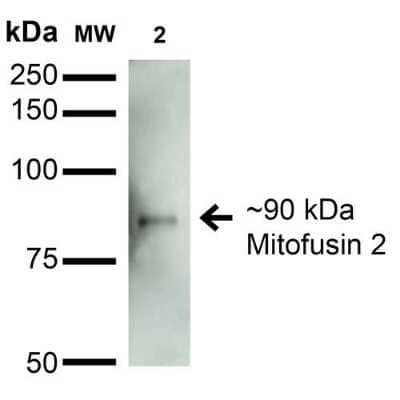 Western Blot: Mitofusin 2 Antibody (S153-5) [NBP2-42188] - Western Blot analysis of Rat Brain Membrane showing detection of ~90 kDa Mitofusin 2 protein using Mouse Anti-Mitofusin 2 Monoclonal Antibody, Clone S153-5 (NBP2-42188). Lane 1: Molecular Weight Ladder. Lane 2: Rat Brain Membrane. Load: 15 ug. Block: 2% BSA and 2% Skim Milk in 1X TBST. Primary Antibody: Mouse Anti-Mitofusin 2 Monoclonal Antibody (NBP2-42188) at 1:200 for 16 hours at 4C. Secondary Antibody: Goat Anti-Mouse IgG: HRP at 1:1000 for 1 hour RT. Color Development: ECL solution for 6 min in RT. Predicted/Observed Size: ~90 kDa.