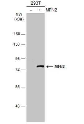 Western Blot: Mitofusin 2 Antibody [NBP2-17298] - Non-transfected (-) and transfected (+) 293T whole cell extracts (30 ug) were separated by 7.5% SDS-PAGE, and the membrane was blotted with MFN2 antibody [N1N2], N-term  diluted at 1:1000. The HRP-conjugated anti-rabbit IgG antibody (NBP2-19301) was used to detect the primary antibody.