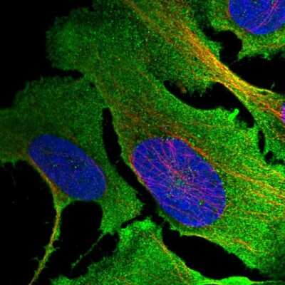 Immunocytochemistry/ Immunofluorescence Mkln1 Antibody