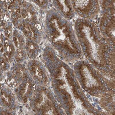 Immunohistochemistry-Paraffin Mkln1 Antibody