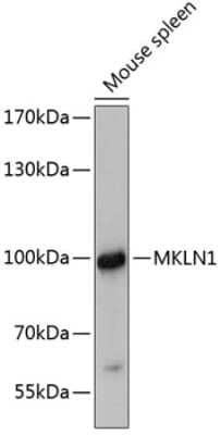 Western Blot: Mkln1 Antibody [NBP3-05035] - Analysis of extracts of mouse spleen, using Mkln1 antibody at 1:3000 dilution. Secondary antibody: HRP Goat Anti-Rabbit IgG (H+L) at 1:10000 dilution. Lysates/proteins: 25ug per lane. Blocking buffer: 3% nonfat dry milk in TBST. Detection: ECL Enhanced Kit