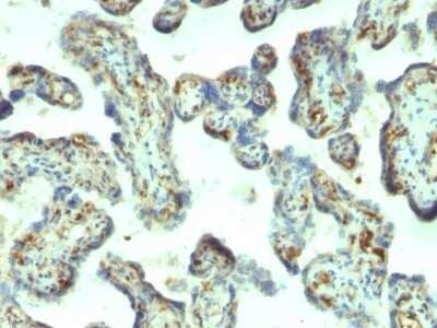 Immunohistochemistry-Paraffin: Moesin Antibody (MSN/492) - Azide and BSA Free [NBP2-47916] - Human Placenta stained with Moesin Monoclonal Antibody (MSN/492)