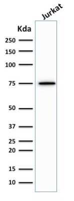 Western Blot: Moesin Antibody (MSN/492) - Azide and BSA Free [NBP2-47916] - Western Blot Analysis of human Jurkat cell lysate using Moesin Antibody (MSN/492).