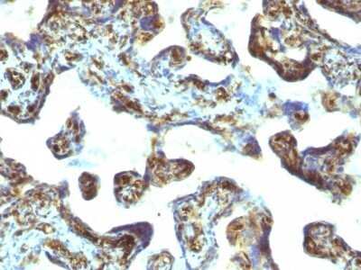 Immunohistochemistry-Paraffin: Moesin Antibody (MSN/493) - Azide and BSA Free [NBP2-47917] - Human Placenta stained with Moesin Monoclonal Antibody (MSN/493)