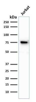 Western Blot: Moesin Antibody (MSN/493) - Azide and BSA Free [NBP2-47917] - Western Blot Analysis of human Jurkat cell lysate. Moesin Antibody (MSN/493).