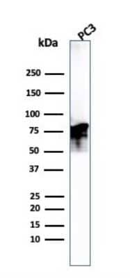 Western Blot: Moesin Antibody (MSN/493) - Azide and BSA Free [NBP2-47917] - Western Blot Analysis of PC3 cell lysate. Moesin antibody (MSN/493).