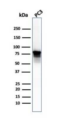 Western Blot: Moesin Antibody (SPM562) - Azide and BSA Free [NBP2-34798] - Western Blot Analysis of PC3 cell lysate. Moesin Mouse Monoclonal Antibody (SPM562).