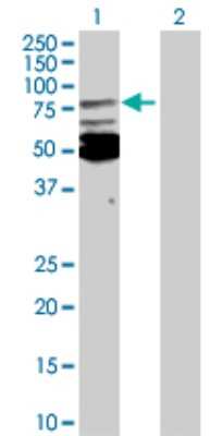 Western Blot: Moesin Antibody [H00004478-D01P] - Analysis of MSN expression in transfected 293T cell line by MSN polyclonal antibody.Lane 1: MSN transfected lysate(67.80 KDa).Lane 2: Non-transfected lysate.