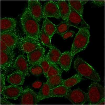 Immunocytochemistry/Immunofluorescence: Moesin Antibody (rMSN/492) - Azide and BSA Free [NBP3-08923] - Immunofluorescence Analysis of PFA-fixed HeLa cells labeling with Moesin Mouse Monoclonal Antibody (rMSN/492) followed by goat anti- Mouse IgG-CF488 (Green). The nuclear counterstain is RedDot (Red)