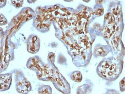 Immunohistochemistry-Paraffin: Moesin Antibody (rMSN/492) - Azide and BSA Free [NBP3-08923] - Formalin-fixed, paraffin-embedded human Placenta stained with Moesin Mouse Recombinant Monoclonal Antibody (rMSN/492).