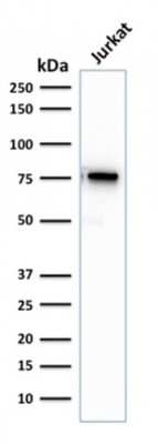 Western Blot: Moesin Antibody (rMSN/492) - Azide and BSA Free [NBP3-08923] - Western Blot Analysis of human Jurkat cell lysate using Moesin Mouse Recombinant Monoclonal Antibody (rMSN/492).