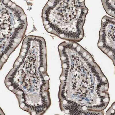 Immunohistochemistry-Paraffin: Mohawk homeobox Antibody [NBP1-89912] - Staining of human small intestine shows strong membranous and nuclear positivity in glandular cells.