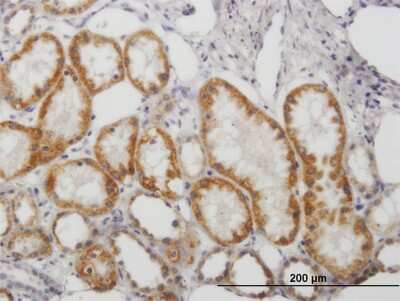 Immunohistochemistry-Paraffin: Monoamine Oxidase B Antibody [H00004129-B01P] - Analysis of purified antibody to MAOB on formalin-fixed paraffin-embedded human kidney. (antibody concentration 3 ug/ml)