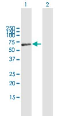 Western Blot: Monoamine Oxidase B Antibody [H00004129-B01P] - Analysis of MAOB expression in transfected 293T cell line by MAOB polyclonal antibody.  Lane 1: MAOB transfected lysate(57.2 KDa). Lane 2: Non-transfected lysate.