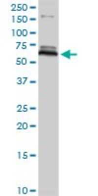 Western Blot: Monoamine Oxidase B Antibody [H00004129-D01P] - Analysis of MAOB expression in human liver.