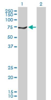 Western Blot: Monoamine Oxidase B Antibody [H00004129-D01P] - Analysis of MAOB expression in transfected 293T cell line by MAOB polyclonal antibody.Lane 1: MAOB transfected lysate(58.80 KDa).Lane 2: Non-transfected lysate.