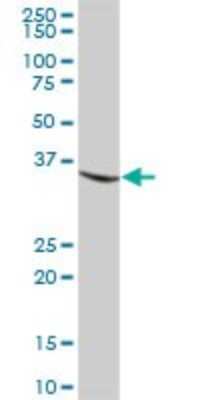 Western Blot: Monoglyceride Lipase Antibody [H00011343-B01P] - Analysis of MGLL expression in human liver.