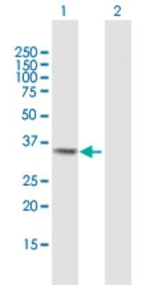 Western Blot: Monoglyceride Lipase Antibody [H00011343-B01P] - Analysis of MGLL expression in transfected 293T cell line by MGLL polyclonal antibody.  Lane 1: MGLL transfected lysate(34.43 KDa). Lane 2: Non-transfected lysate.