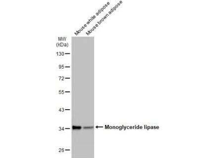 Western Blot: Monoglyceride Lipase Antibody [NBP2-19380] - Various tissue extracts (50 ug) were separated by 10% SDS-PAGE, and the membrane was blotted with Monoglyceride lipase antibody diluted at 1:1000. The HRP-conjugated anti-rabbit IgG antibody (NBP2-19301) was used to detect the primary antibody.