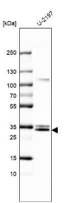 Western Blot: Monoglyceride Lipase Antibody [NBP2-55204] - Analysis in human cell line U-2197.