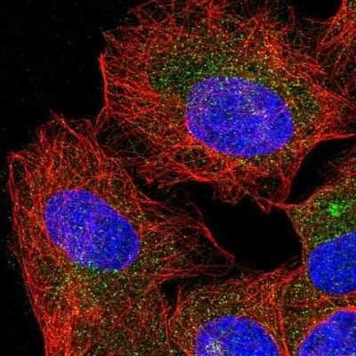 Immunocytochemistry/Immunofluorescence: Morg1 Antibody [NBP1-92133] - Immunofluorescent staining of human cell line U-2 OS shows localization to vesicles.