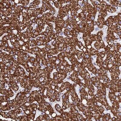 Immunohistochemistry-Paraffin: Morg1 Antibody [NBP1-92133] - Staining of human liver shows moderate cytoplasmic positivity in hepatocytes.