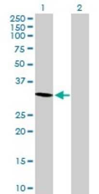 Western Blot: Morg1 Antibody [H00084292-B01P] - Analysis of MORG1 expression in transfected 293T cell line by MORG1 polyclonal antibody.  Lane 1: MORG1 transfected lysate(34.65 KDa). Lane 2: Non-transfected lysate.