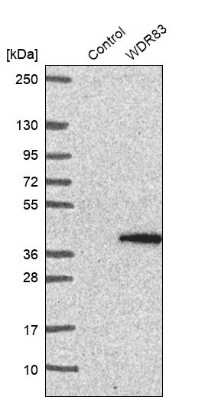 Western Blot: Morg1 Antibody [NBP1-92132] - Analysis in control (vector only transfected HEK293T lysate) and WDR83 over-expression lysate (Co-expressed with a C-terminal myc-DDK tag (3.1 kDa) in mammalian HEK293T cells).