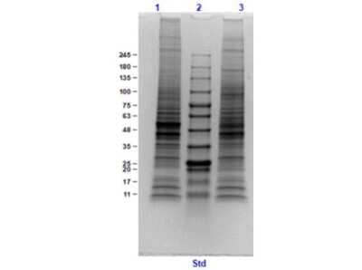 SDS-Page: Mouse Brain Whole Tissue Lysate (Adult Whole Normal) [NB800-PC14] - SDS PAGE Results of Mouse Brain Whole Cell Lysate. Lane 1: Mouse Brain Whole Tissue lysate (Adult Whole Normal)Reduced [10ug]. Lane 2: Opal Prestained Molecular Weight Marker. Lane 3: Mouse Brain Whole Tissue lysate (Adult Whole Normal)Non-Reduced [10ug]. 4-20% Gel, Coomassie Stained.