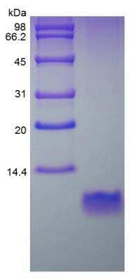 SDS-PAGE Recombinant Mouse Defensin beta 2 Protein