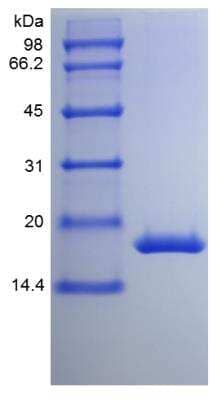 SDS-Page: Mouse G-CSF Protein [NBP2-35061]